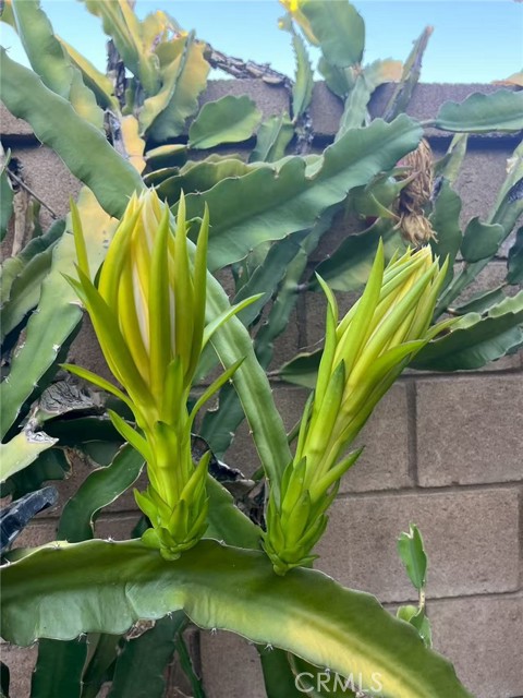 Detail Gallery Image 25 of 30 For 1662 Palermo, Riverside,  CA 92507 - 3 Beds | 2/1 Baths