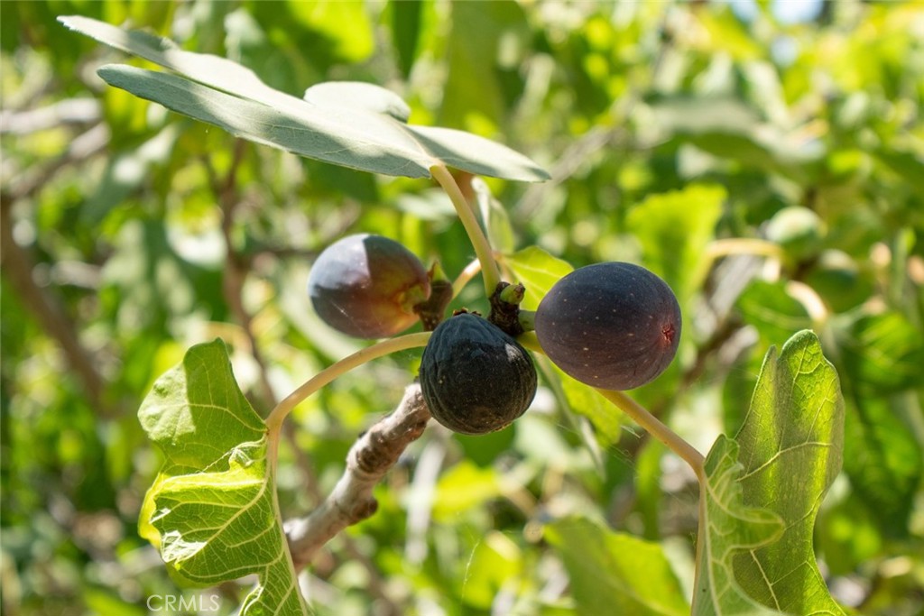 MLS #FR25181477 img 39