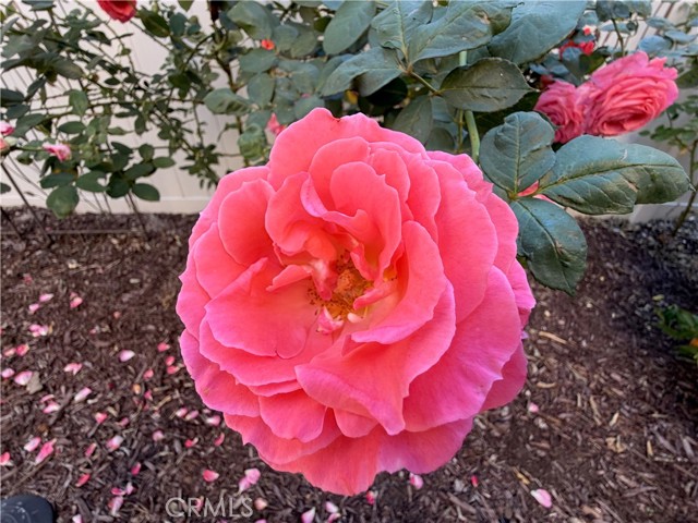 Detail Gallery Image 62 of 71 For 46302 Lone Pine Dr, Temecula,  CA 92592 - 4 Beds | 3 Baths