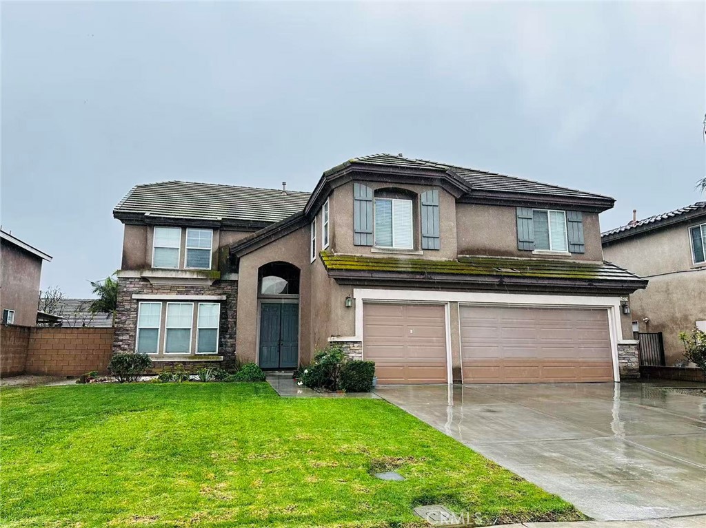 14275 English Setter