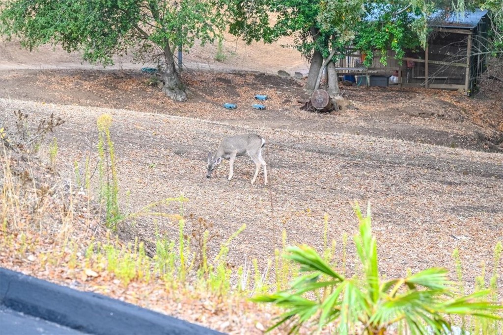 MLS #SC25250440 image #46