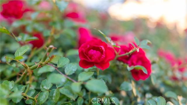 8022 Cresta Bella Road, Rancho Cucamonga CA: https://media.crmls.org/medias/81fa6f3c-bf2c-4f1b-b19e-db68792d5015.jpg