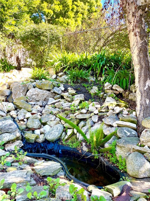 Pond in back yard.