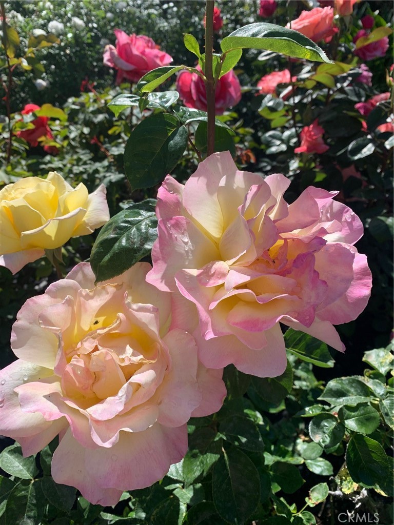 https://media.crmls.org/medias/82a361aa-0348-421c-a37f-9e94df258c32.jpg?preset=X-Large