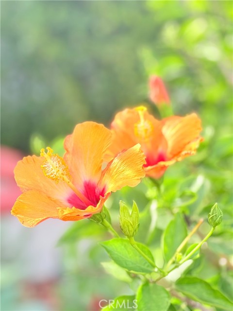 Detail Gallery Image 42 of 50 For 22141 Comanche, Lake Forest,  CA 92630 - 4 Beds | 2/1 Baths