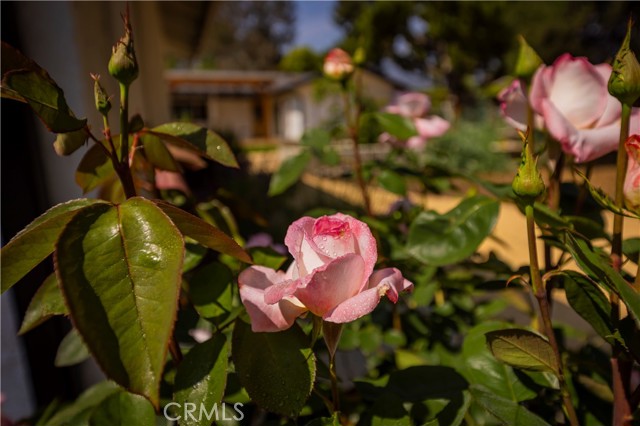 Detail Gallery Image 7 of 29 For 1994 E Ojai Ave, Ojai,  CA 93023 - 3 Beds | 2 Baths
