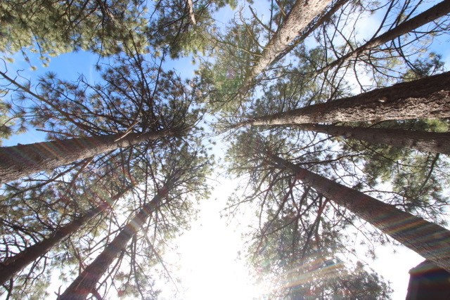 Detail Gallery Image 43 of 63 For 615 Ash, Green Valley Lake,  CA 92341 - 4 Beds | 1/1 Baths