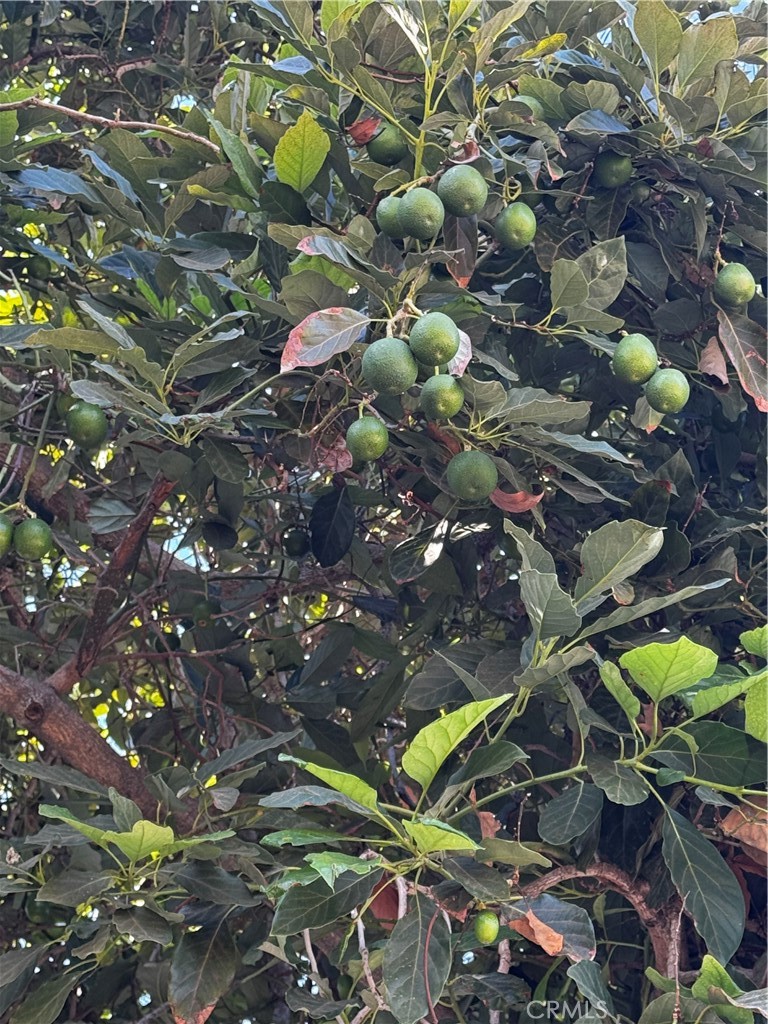 MLS #DW25203207 image #24