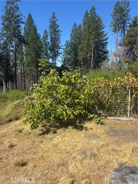Detail Gallery Image 11 of 21 For 1996 Bald Rock Rd, Berry Creek,  CA 95916 - – Beds | – Baths