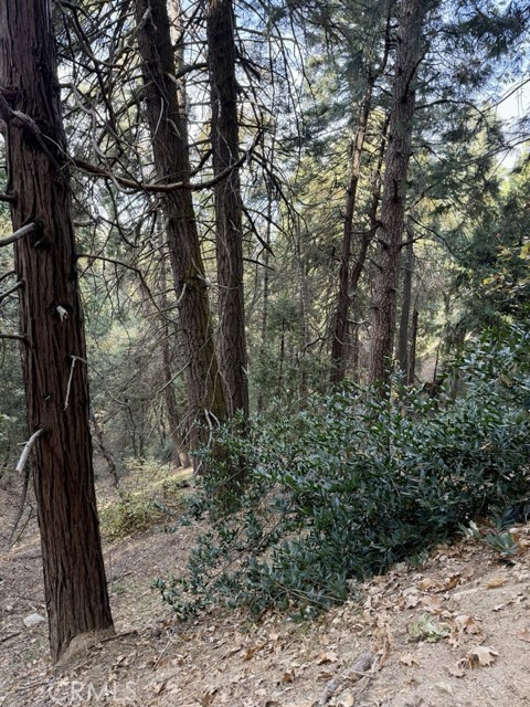 61 Lot - El Valle Road, Cedarpines Park CA: https://media.crmls.org/medias/836f1b5c-624e-4162-84ac-d7eff7baddde.jpg