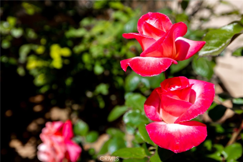 https://media.crmls.org/medias/83bc55d3-c2c9-4fc1-9a0a-25bd99af0c4b.jpg?preset=X-Large