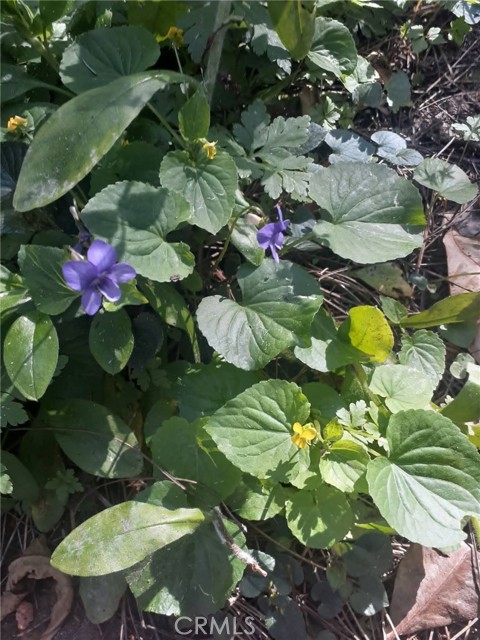 Detail Gallery Image 36 of 58 For 38160 Ocean Ridge Dr, Gualala,  CA 95445 - – Beds | – Baths