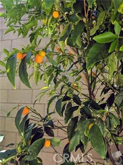 Detail Gallery Image 24 of 24 For 62 Acorn, Irvine,  CA 92620 - 4 Beds | 2/1 Baths