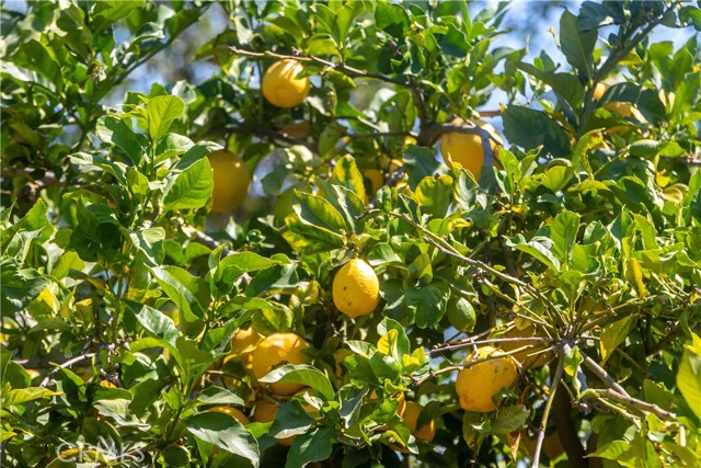Fruit trees