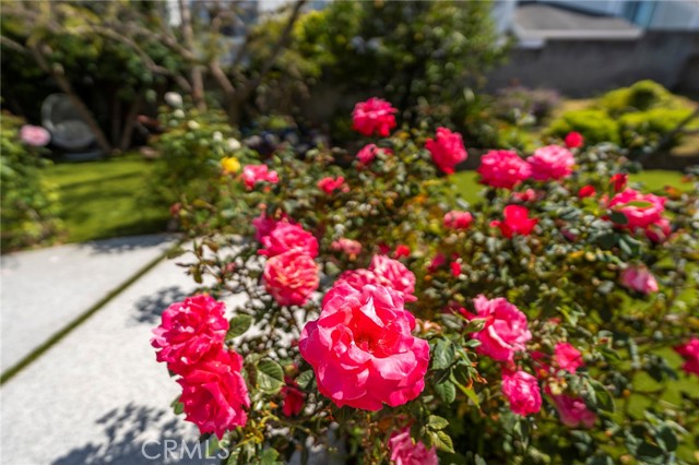 Full Bloom