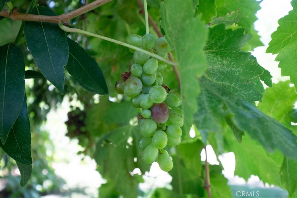 MLS #FR25181477 img 37