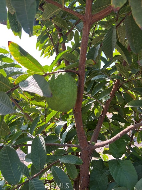 Detail Gallery Image 28 of 28 For 7014 Conejo, San Bernardino,  CA 92404 - 2 Beds | 2 Baths