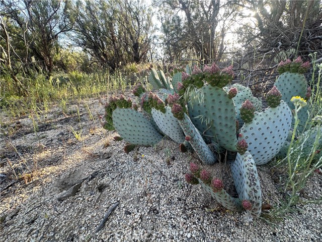 29983 Chihuahua Valley, Warner Springs, CA, 92086 29983 Chihuahua Valley, Warner Springs, CA, 92086