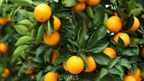 Detail Gallery Image 54 of 61 For 14037 Hollywood Ave, Corona,  CA 92880 - 4 Beds | 3 Baths