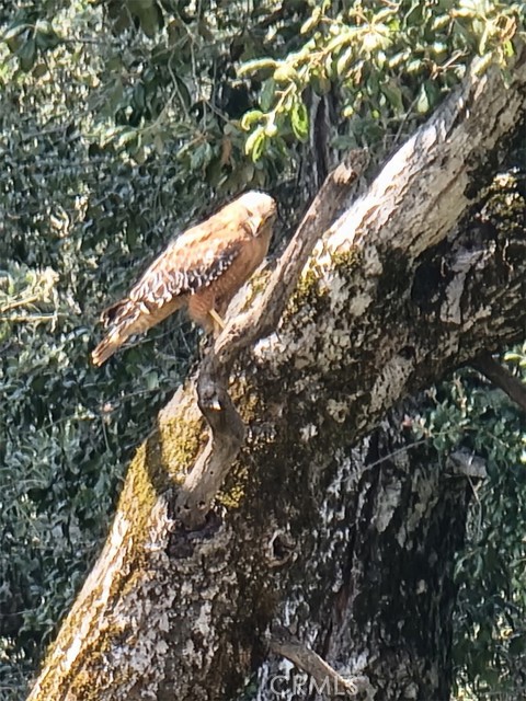 5049 CA-78, Santa Ysabel CA: https://media.crmls.org/medias/86373784-2ff1-47c2-90bf-9606069f00f4.jpg