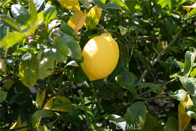 Five fruit trees in the well landscaped backyard. Two orange trees, apricot, lemon, plum and nectarines for you to enjoy.