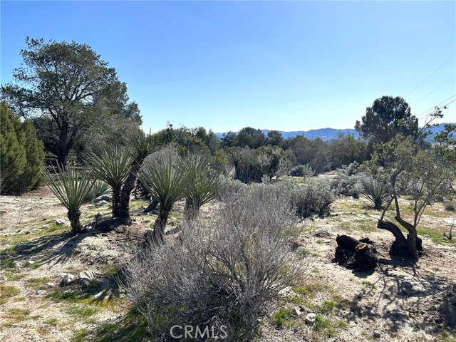 Detail Gallery Image 13 of 29 For 0 Oak Rd, Anza,  CA 92539 - – Beds | – Baths