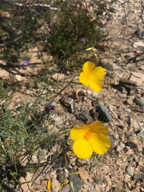 77517 Mayfair Drive, 29 Palms CA: https://media.crmls.org/medias/871ec321-58fe-4bf7-b42c-035e22f92916.jpg