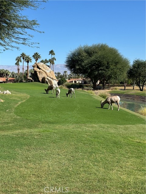 Detail Gallery Image 54 of 55 For 57205 Merion, La Quinta,  CA 92253 - 4 Beds | 4/1 Baths