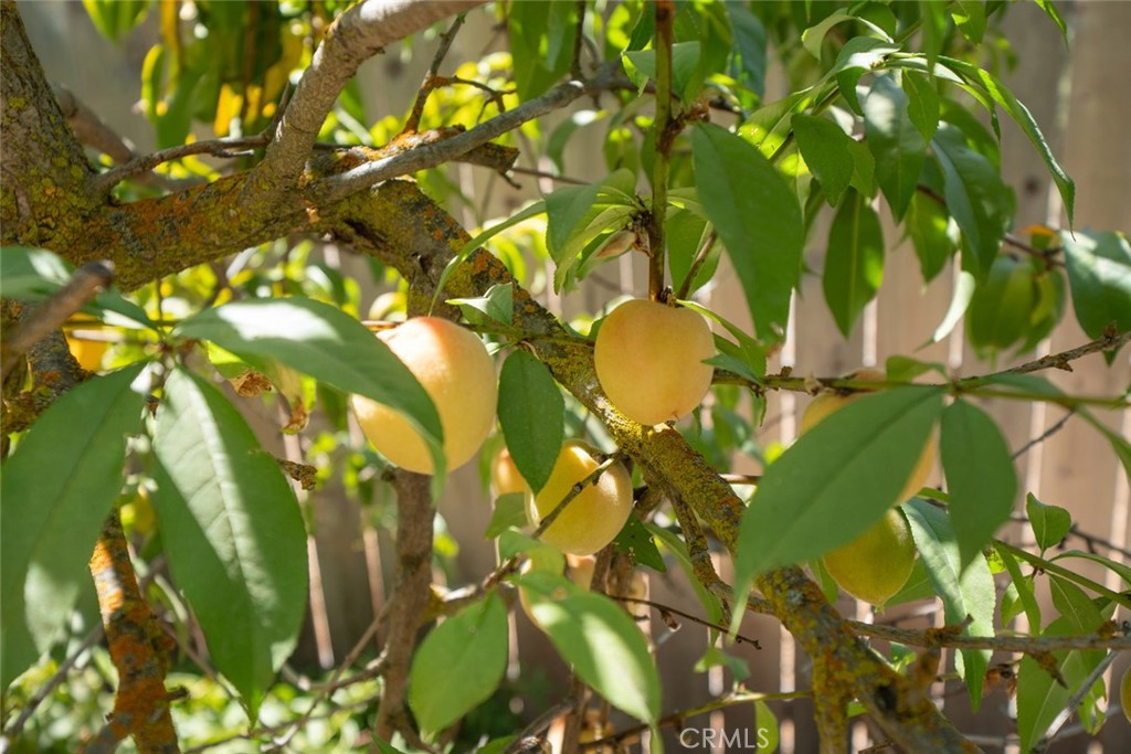 MLS #FR25181477 img 47