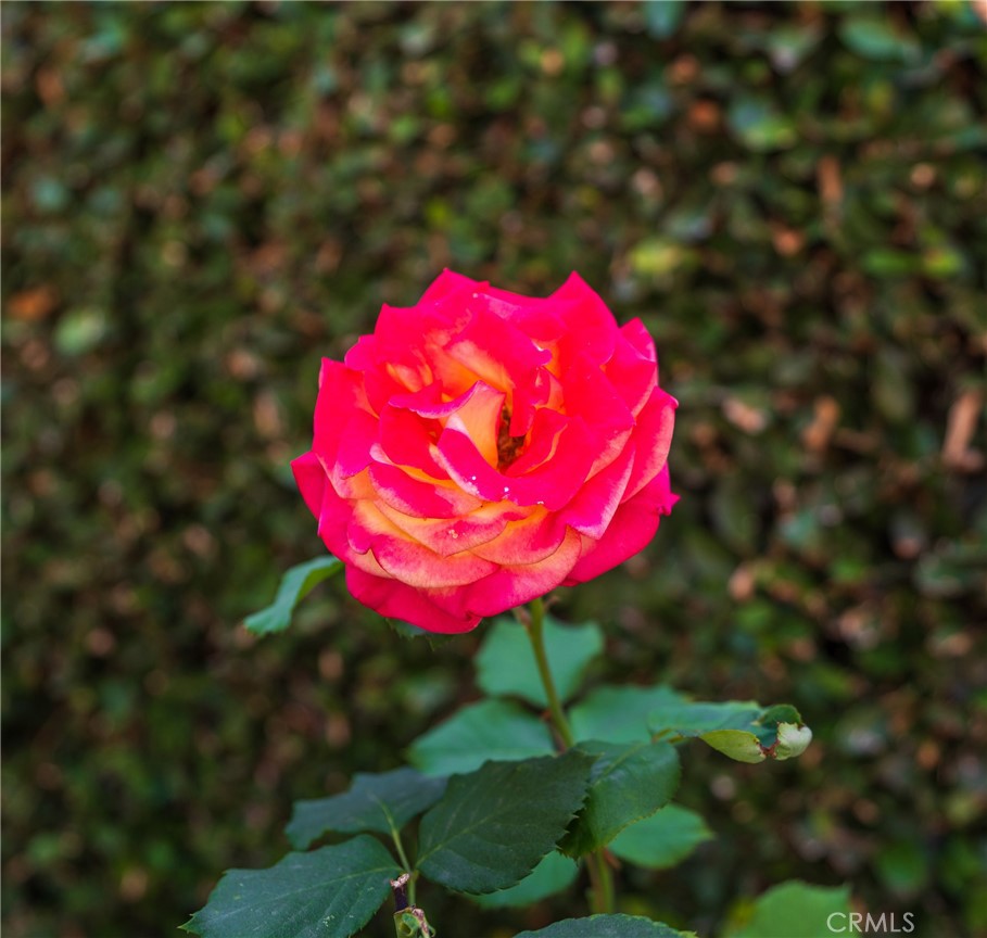 https://media.crmls.org/medias/88f3ebd5-1a41-4e82-9e09-18b5fbc0a2db.jpg?preset=X-Large