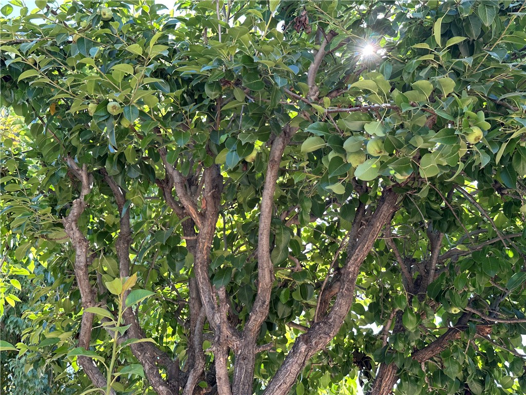 https://media.crmls.org/medias/88f56f31-fae9-4e01-9073-2859fa593f3a.jpg?preset=X-Large