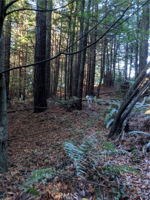203 Pine Lane, Fortuna CA: https://media.crmls.org/medias/89874bba-04aa-42f3-af8f-9e3da7eed0be.jpg