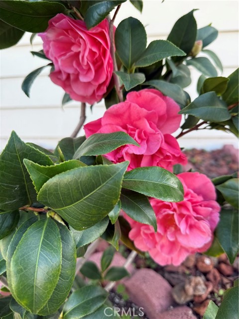 Detail Gallery Image 29 of 29 For 1441 Paso Real Ave #300,  Rowland Heights,  CA 91748 - 4 Beds | 3 Baths