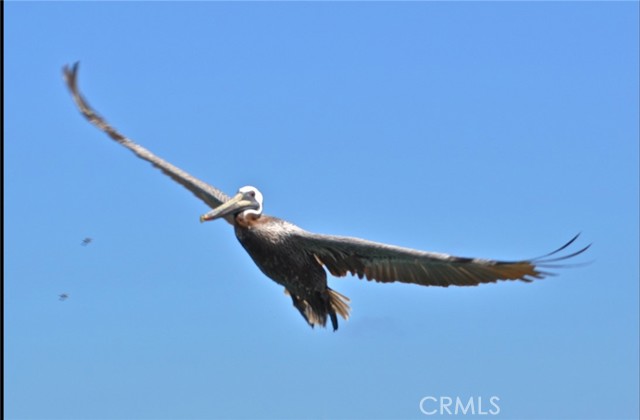 Detail Gallery Image 36 of 44 For 34122 Selva, Dana Point,  CA 92629 - 2 Beds | 2 Baths