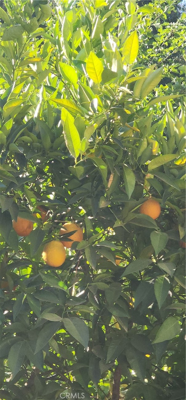 https://media.crmls.org/medias/8a6611c9-9b45-4dfe-b616-256789d5ff51.jpg?preset=X-Large