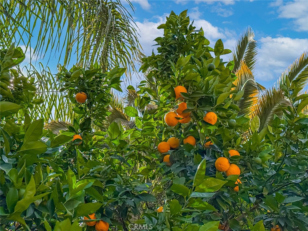 https://media.crmls.org/medias/8a757bc0-355e-4825-93fa-06641a99cc5d.jpg?preset=X-Large