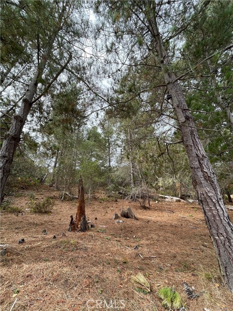 Detail Gallery Image 6 of 6 For 1955 Avon Ave, Cambria,  CA 93428 - – Beds | – Baths