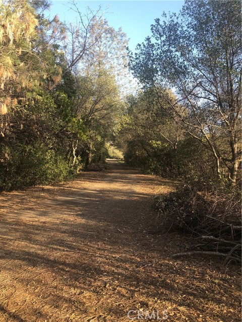 Oak covered drive alongside of the pond to the home and barn