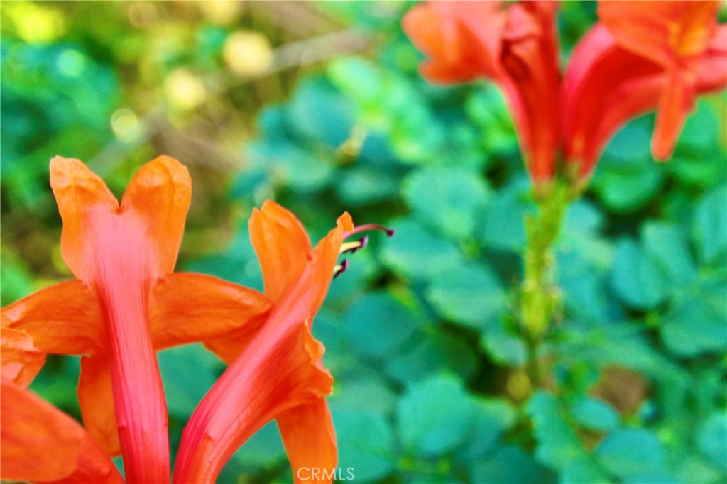 MLS #JT25276337 image #1