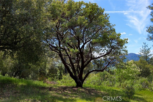 Detail Gallery Image 19 of 25 For 0 4.98 Ac Timberwood Ln, Oakhurst,  CA 93644 - – Beds | – Baths