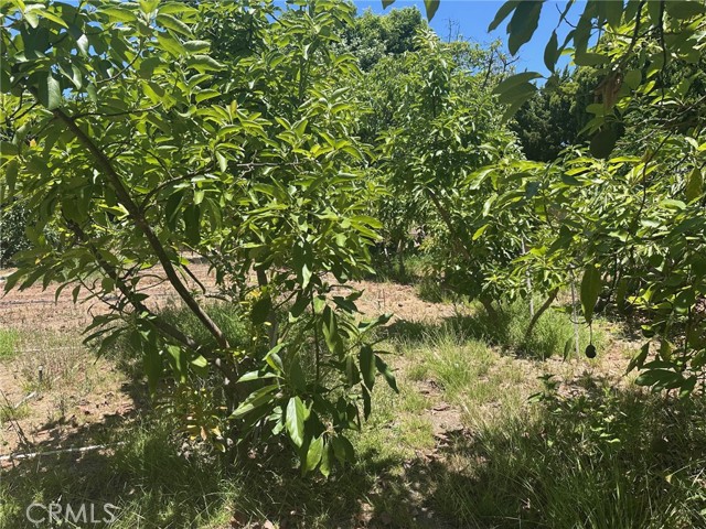 2009 W Las Lanas Lane, Fullerton CA: https://media.crmls.org/medias/8be23302-22e8-4094-8738-0c3717ce266f.jpg