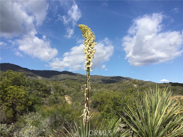 Detail Gallery Image 39 of 41 For 0 Upper Valley Road, Anza,  CA 92539 - – Beds | – Baths