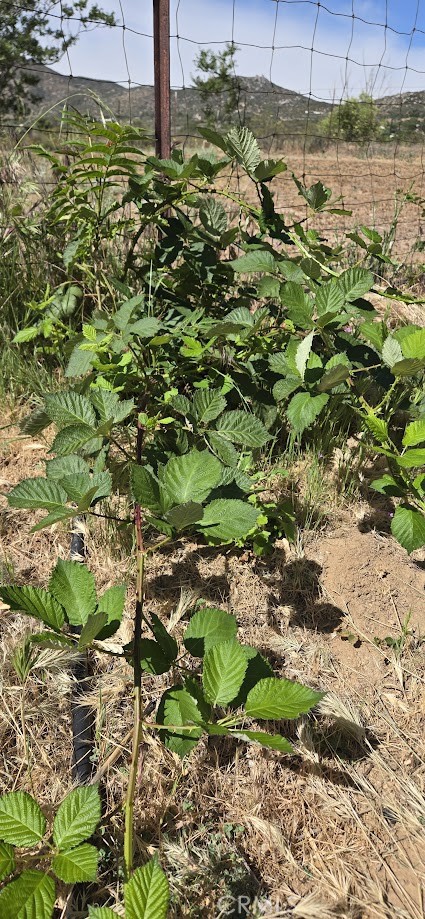Detail Gallery Image 48 of 74 For 57745 Bailey, Anza,  CA 92539 - 3 Beds | 2 Baths