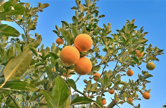 Detail Gallery Image 56 of 57 For 1343 Comfrey Leaf Drive, Beaumont,  CA 92223 - 4 Beds | 3 Baths