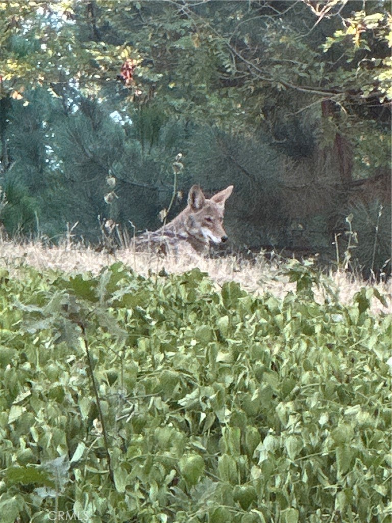 https://media.crmls.org/medias/8caeac8f-ac6e-40a6-909c-ff3073267c67.jpg?preset=X-Large