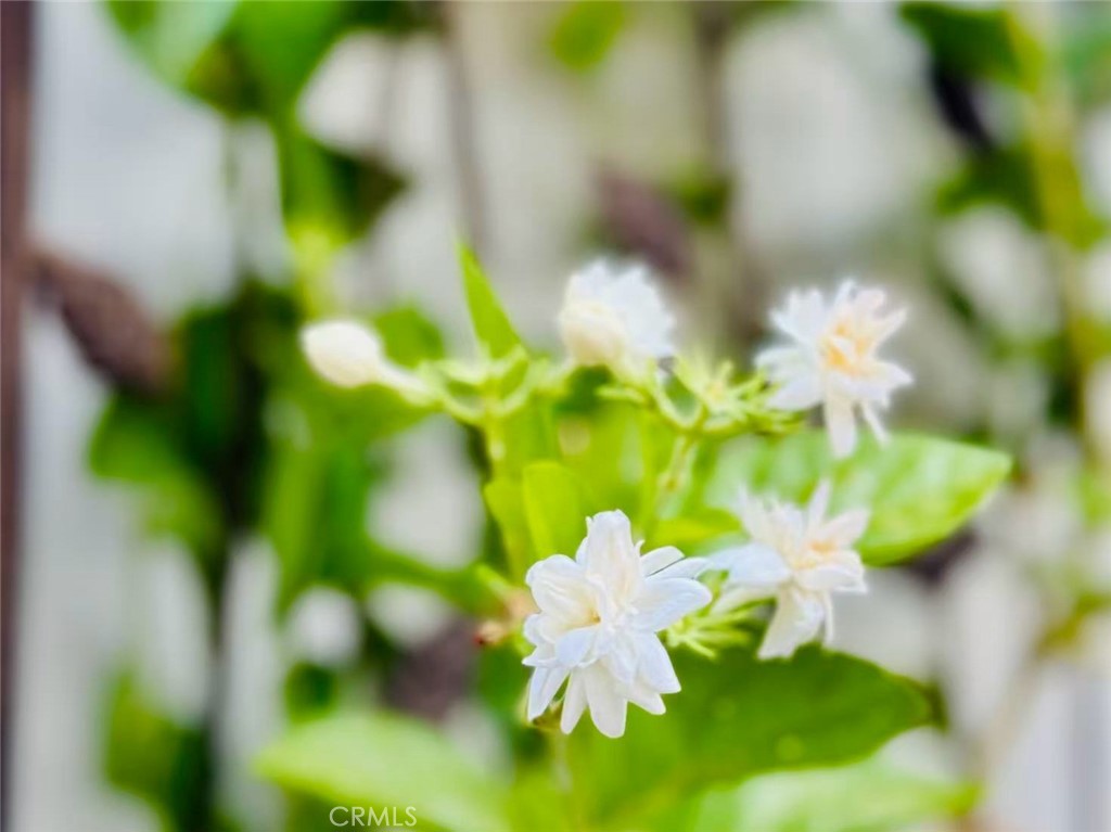 https://media.crmls.org/medias/8caf1019-6539-4bcb-8ce9-657c01d227af.jpg?preset=X-Large