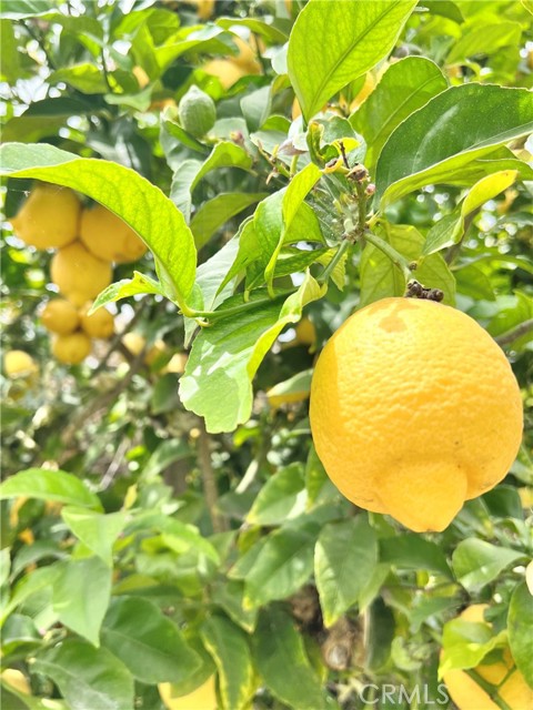 MLS #SB25253292 image #16