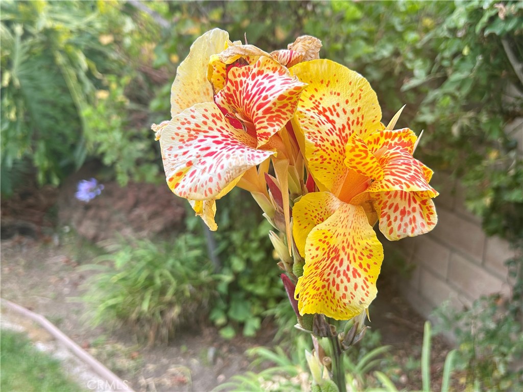 https://media.crmls.org/medias/8cde58eb-e6f6-43ab-86c9-eb6b4348aac6.jpg?preset=X-Large