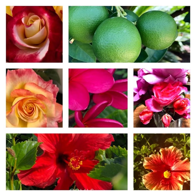Roses, and limes, hibiscus, and plumeria