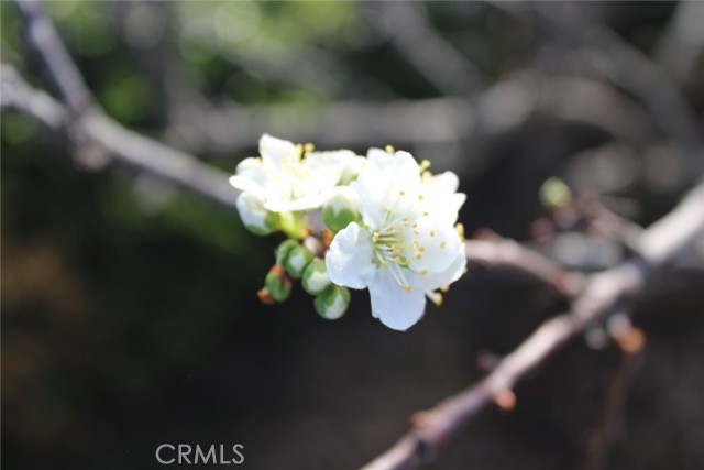 Detail Gallery Image 36 of 41 For 1909 Pineridge, Cambria,  CA 93428 - 2 Beds | 2 Baths